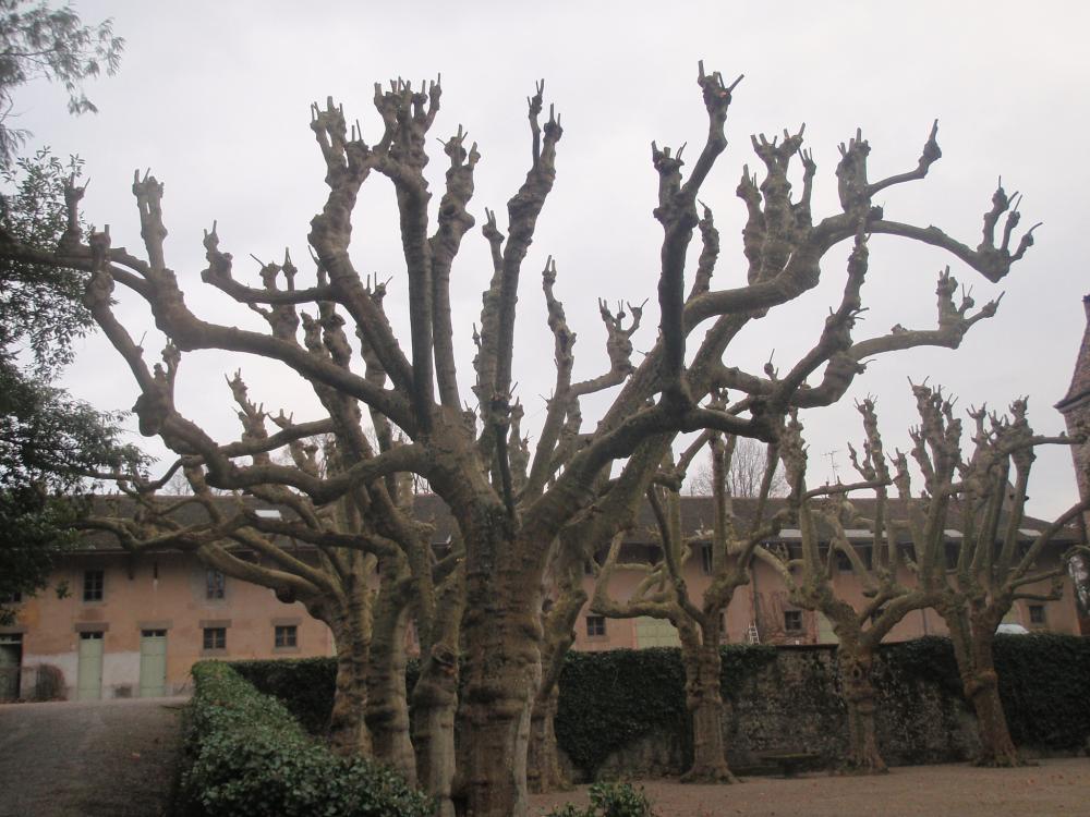 lagage gros arbre