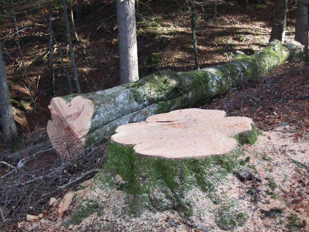 arbre couché