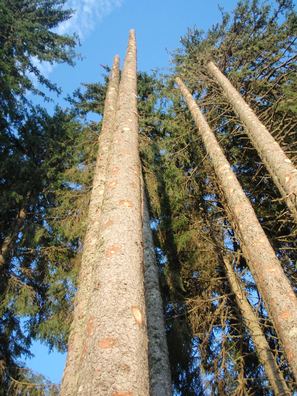 vu arbre