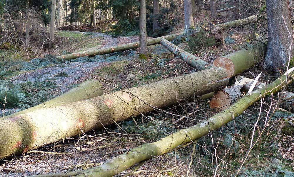 arbre tronçonné