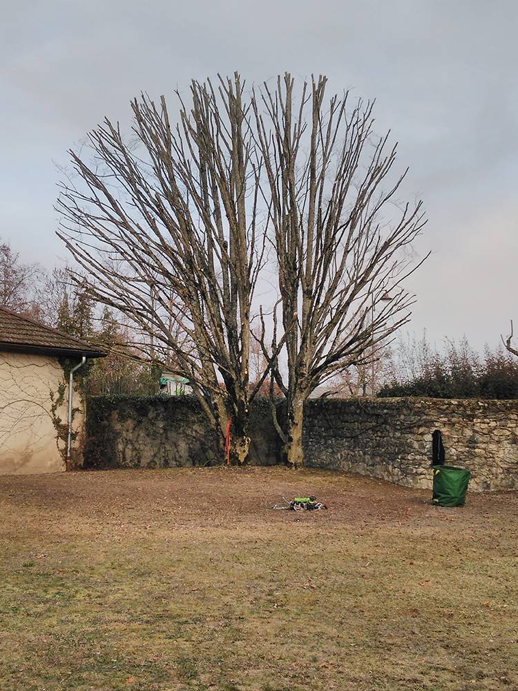 arbre nu